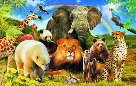 3D placemat animals and rainbow
